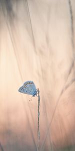 Butterflies,Grass,Ears,Spikes,Animals,Wings