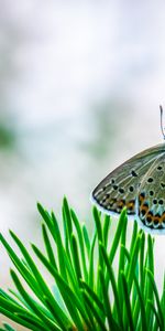 Butterfly,Needle,Macro,Insect,Spruce,Fir,Branch