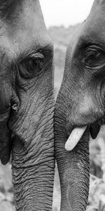 Bw,Animals,Chb,Elephants,Love