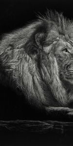 Bw,Big Cat,Chb,King Of Beasts,King Of The Beasts,Art,Lion,Mane