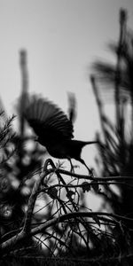 Bw,Bird,Branch,Flight,Chb,Silhouette,Dark