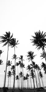 Bw,Chb,Nature,Palms,Minimalism