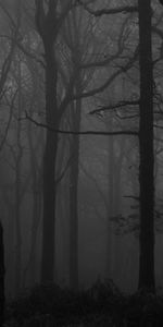 Bw,Chb,Trees,Fog,Forest,Dark