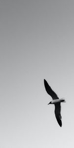 Bw,Gull,Animals,Bird,Flight,Chb,Seagull,Wings