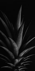 Bw,Pineapple,Leaves,Dark,Chb