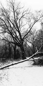 Bw,Trees,Nature,Snow,Chb,Winter