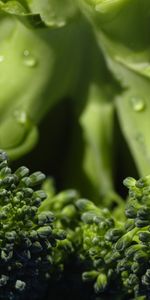 Cabbage,Macro,Broccoli,Close Up,Vegetable