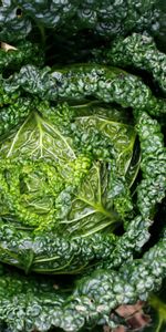 Cabbage,Macro,Leaves,Close Up,Greens