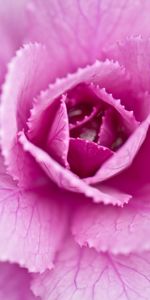 Cabbage,Macro,Pink Cabbage,Pink,Petals,Close Up