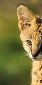 Animales,Joven,Ternero,Bozal,Gato Cerval,Serval,Gato