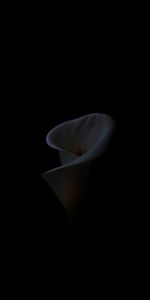 Calla,Le Disjoncteur Blanc,Fleur,Fond Noir,Minimalisme