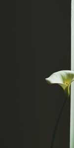 Flor,Calla,El Rompe Blanco,Minimalismo