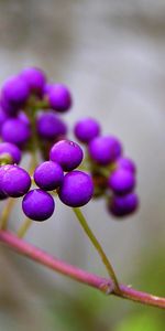 Callicarpa,Macro,Callikarpa,Baies,Branche,Nature