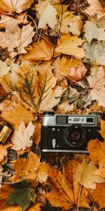 Camera,Autumn,Camera Roll,Foliage,Retro,Vintage,Technologies,Technology