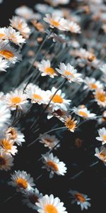 Camomile,Plant,Bloom,Flowering,Flowers