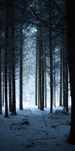 Campaign,Nature,Trees,Snow Covered,Snowbound,Hike,Winter,Snow,Forest