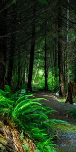 Canada,Trees,Path,Vancouver Island,Nature,Forest