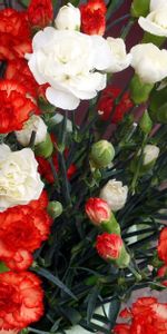 Carnations,Lot,Flowers