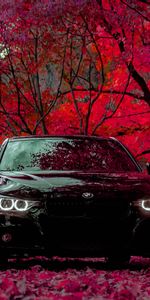 Cars,Front View,Machine,Bmw F30 335I,Forest,Car,Bmw