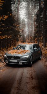 Otoño,Carro,Coche,Coches,Bosque,Volvo