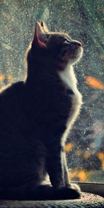 Lisse,Flou,Verre,Animaux,Silhouette,Chat