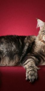 Peludo,Esponjoso,Maine Coon,Maine,Gato,Animales