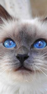 Esponjoso,Peludo,Lindo,Querido,Ojos Azules,De Ojos Azules,Animales,Bozal,Color,Visión,Gato,Opinión