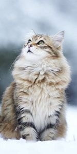 Cat,Fluffy,Opinion,Sight,Snow,Animals