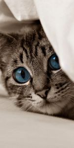 Cat,Muzzle,Blue Eyes,Kitten,Kitty,Animals