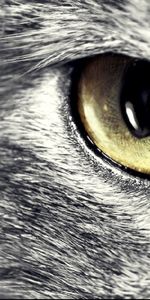 Cat,Muzzle,Opinion,Sight,Eyes,Animals