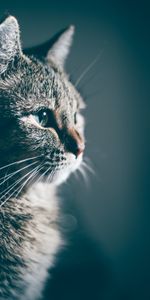 Cat,Muzzle,Profile,Animals