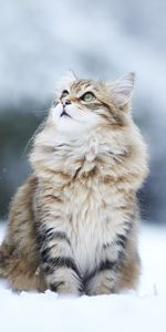 Chats,Duveteux,Pelucheux,Lisse,Flou,Animaux,Neige