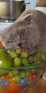 Animaux,Chats,Fruits