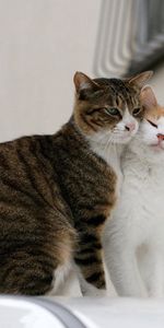 Gatos,Amor,Par,Sensibilidad,Animales,Pareja,Ternura