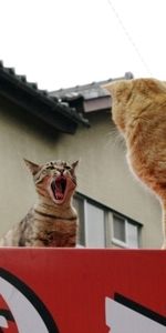 Cats,Fight,Scream,Animals,Pair,Cry,Couple