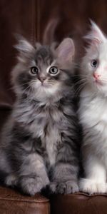 Cats,Fluffy,Kittens,Animals,Multicolored,Cute