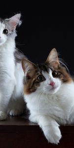 Cats,Fluffy,Pair,Animals,Couple