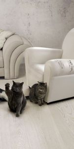 Cats,Interior,Chair,Armchair,Furniture,Animals,Sofa,Three,Room