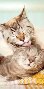 Cats,Pair,Tenderness,Animals,Care,Couple