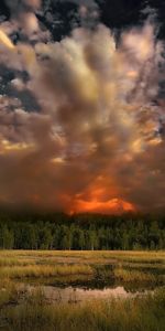 Paisaje,Árboles,Cielo,Nubes,Gatos