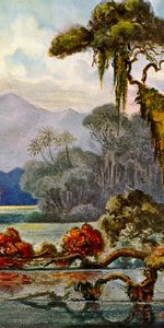 Ceylon,Lithography,Ernst Heckel,Art,Ernst Haeckel,Jungle