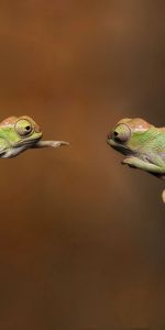 Chameleons,Pair,Branches,Reptiles,Animals,Couple