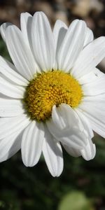 Flor,Macro,Pétalos,Manzanilla