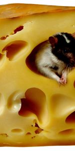 Cheese,Animals,Rodents,Mice