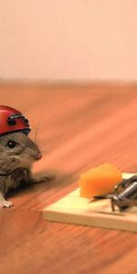 Cheese,Helmet,Joke,Mousetrap,Animals,Mouse,Situation