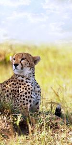 Cheetah,Animals,Grass,To Lie Down,Lie,Predator