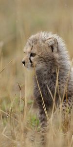 Herbe,Joey,Queue,Jeune,Minou,Chaton,Guépard,Animaux