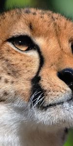 Cheetah,Animals,Muzzle,Predator,Sight,Opinion,Big Cat