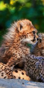 Cheetah,Animals,Predators,Sit,Young,Spotted,Cubs,Big Cats