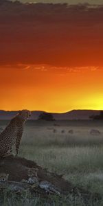 Cheetah,Animals,Sunset,Grass,Horizon,Sit,Elevation